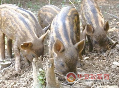 小家畜养殖项目